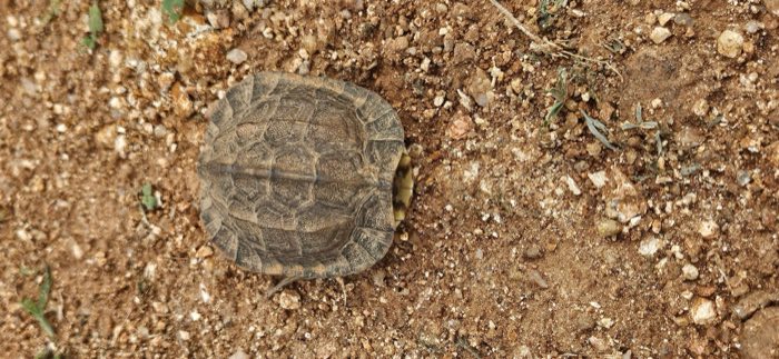 Indian pond terrapin found on site