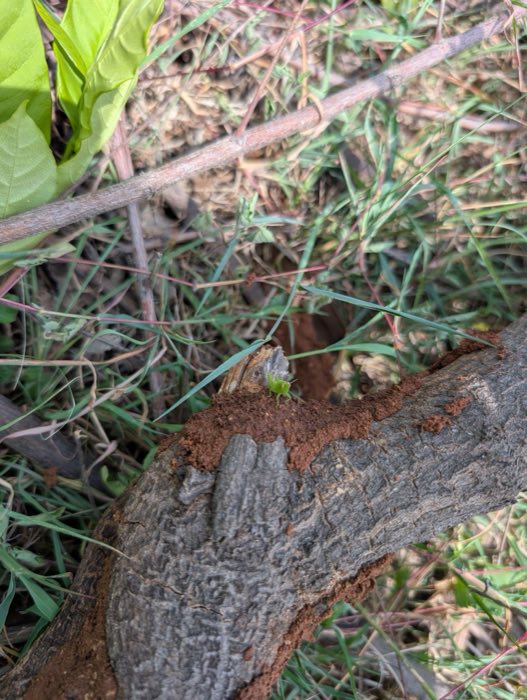 Grasshopper on a tree stump at Samanvaya