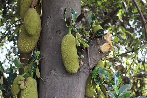 Jackfruit