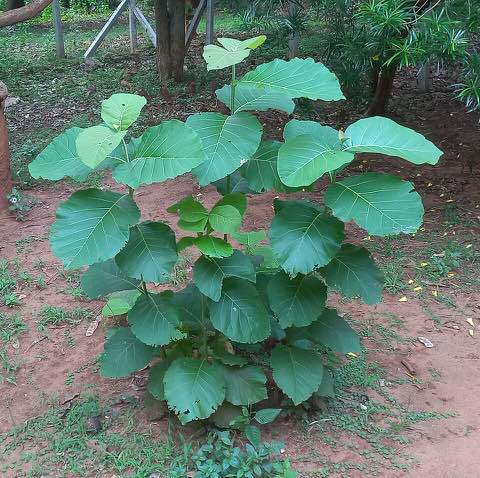 Teak