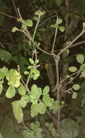 Tulsi