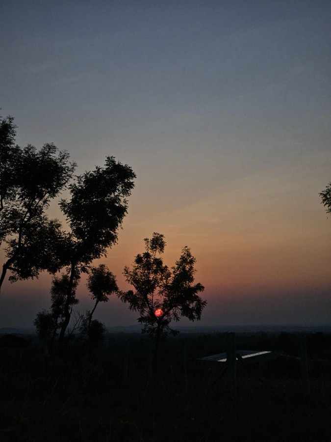 Sunset through a tree at Samanvaya
