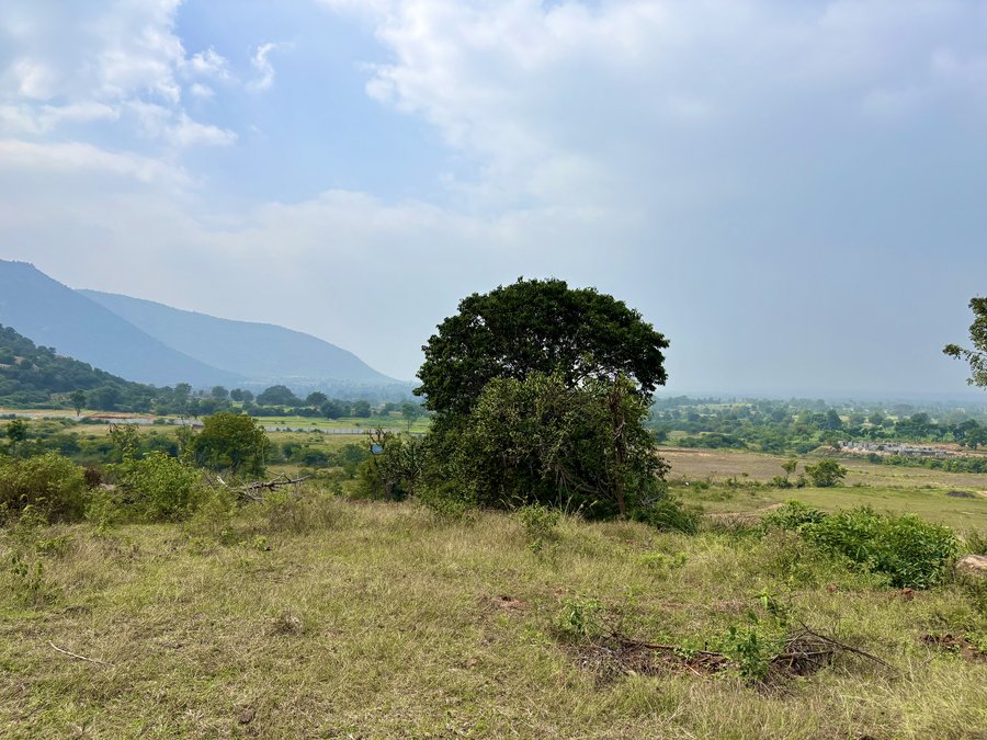 Tree and distant hills from the ridge at Samanvaya