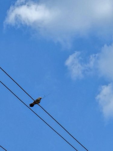 Jungle babbler on a wire at Samanvaya