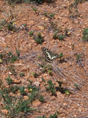 Lime butterfly on the ground at Samanvaya
