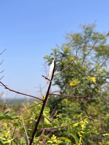 Unidentified chrysalis on a twig at Samanvaya