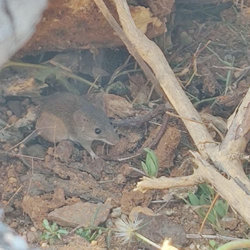 Soft-furred rat found at Samanvaya